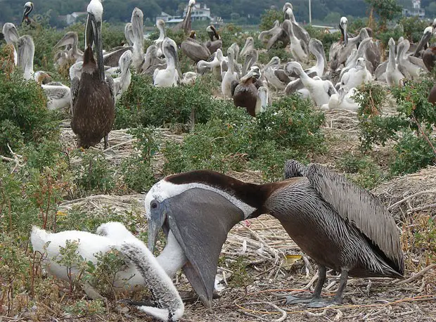 Pelicano Alimentando os Filhotes 