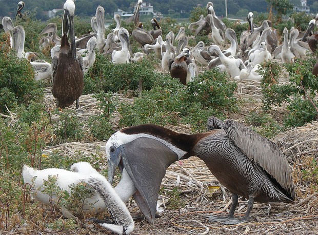 Pelicano Alimentando seus Filhotes 
